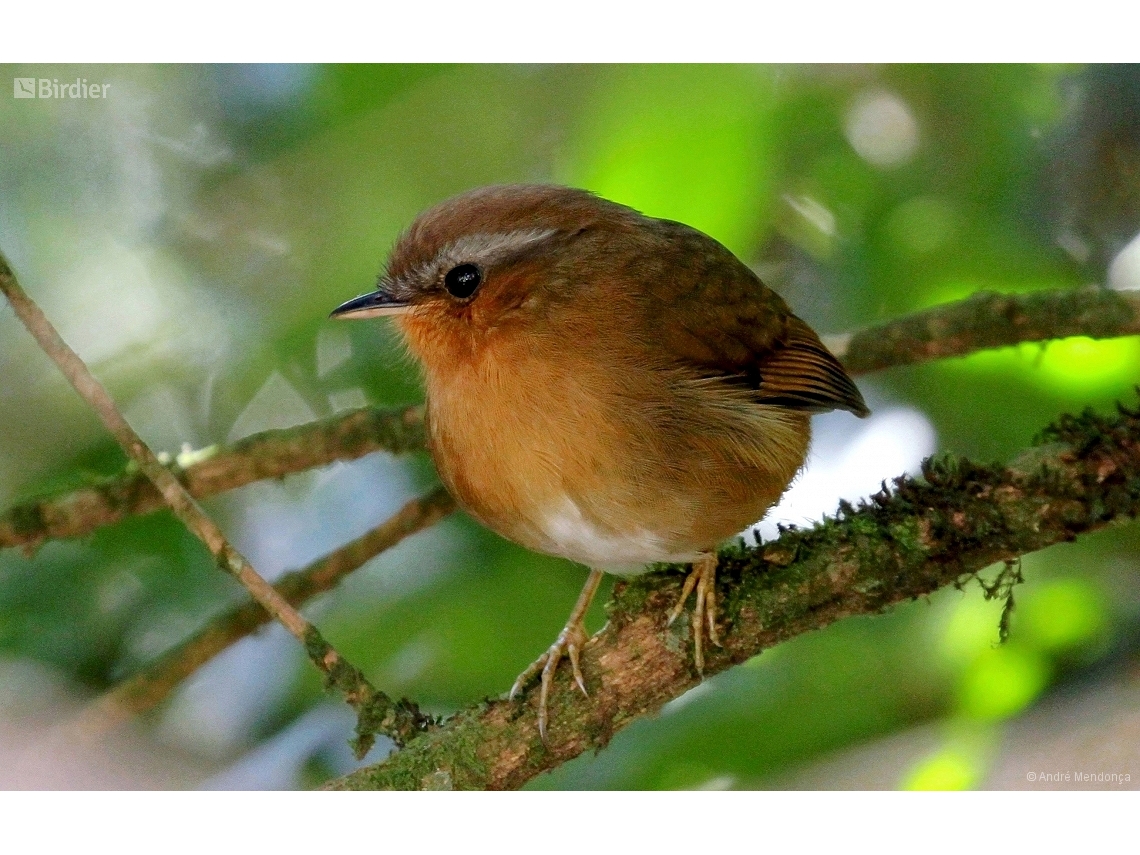 Conopophaga lineata