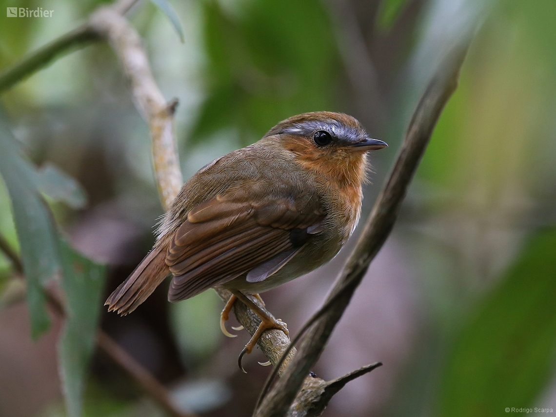 Conopophaga lineata
