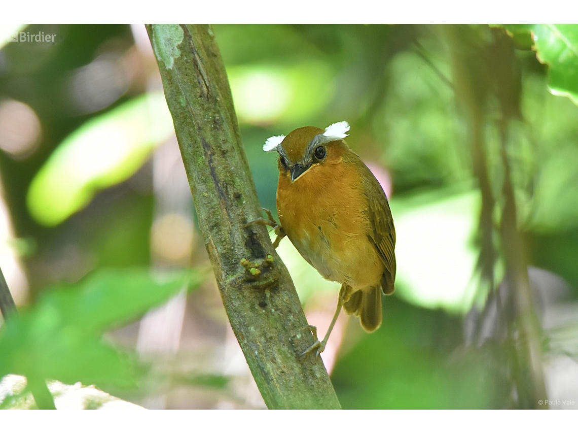Conopophaga lineata