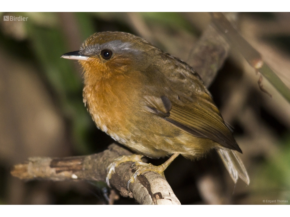 Conopophaga lineata