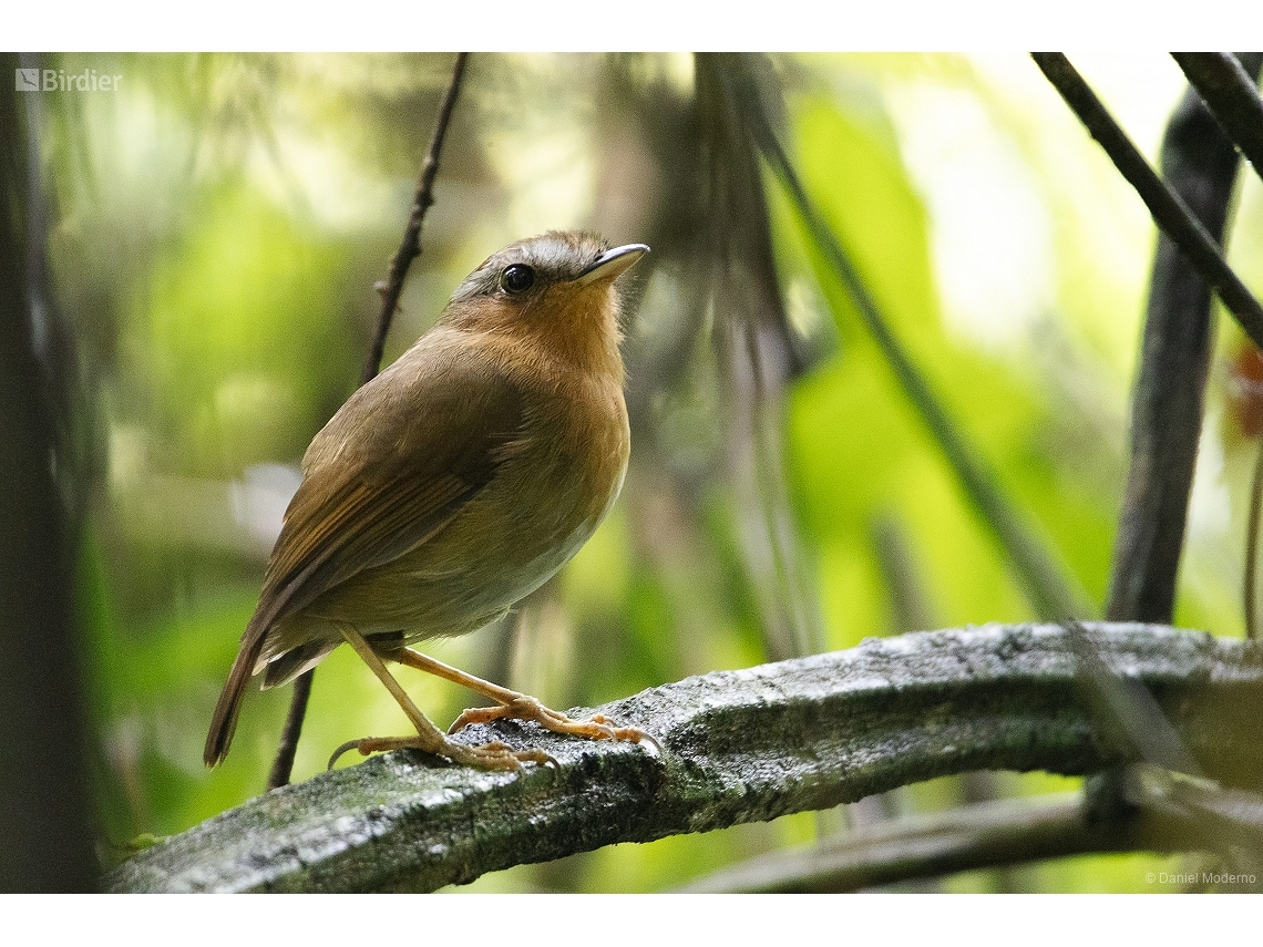 Conopophaga lineata