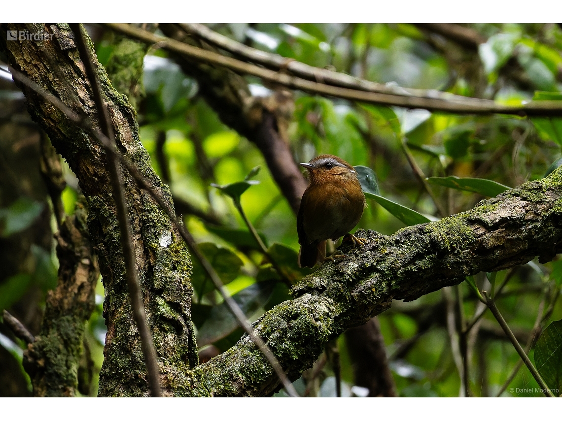 Conopophaga lineata