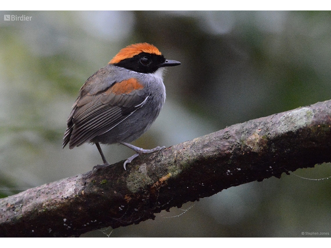 Conopophaga melanops