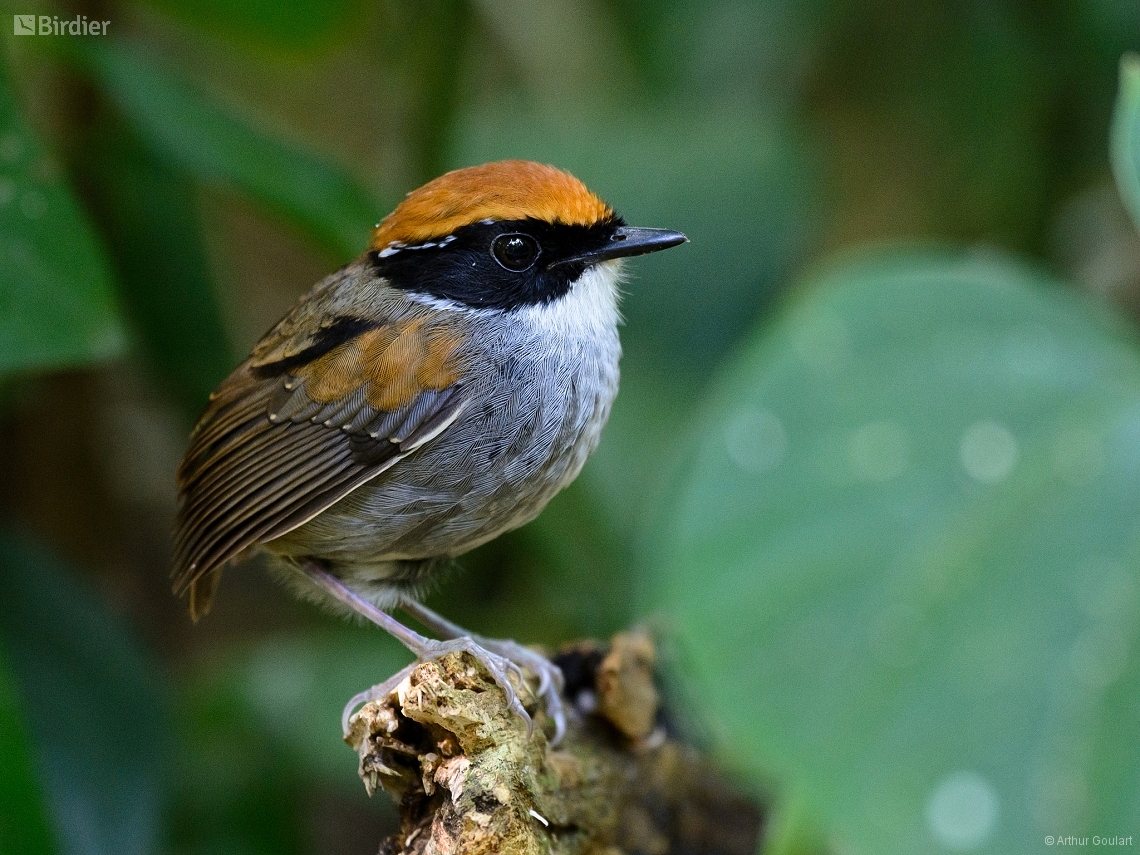 Conopophaga melanops