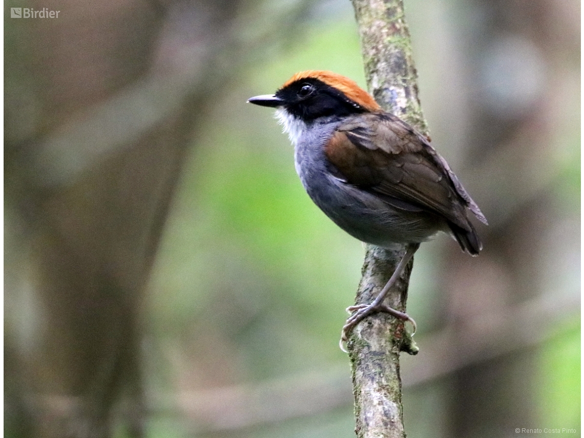 Conopophaga melanops
