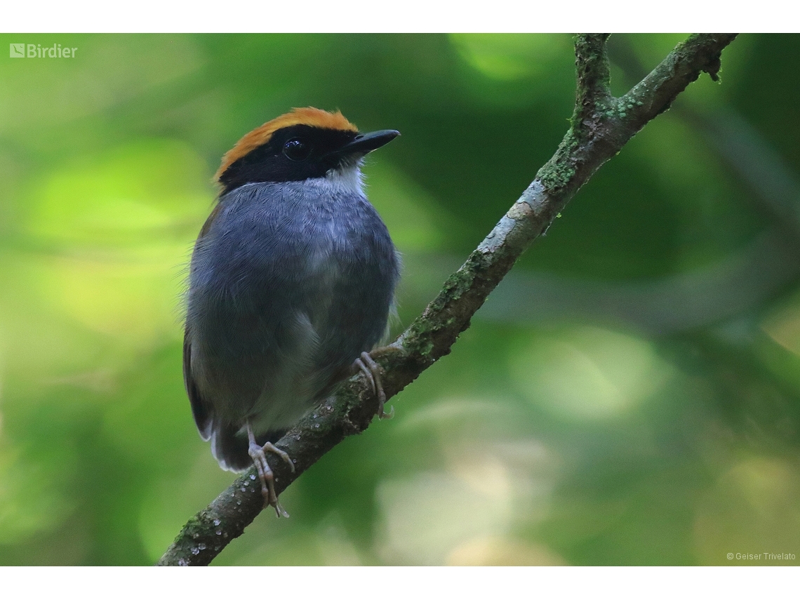 Conopophaga melanops