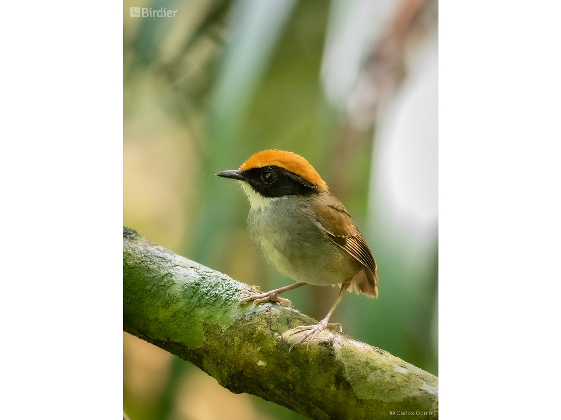Conopophaga melanops