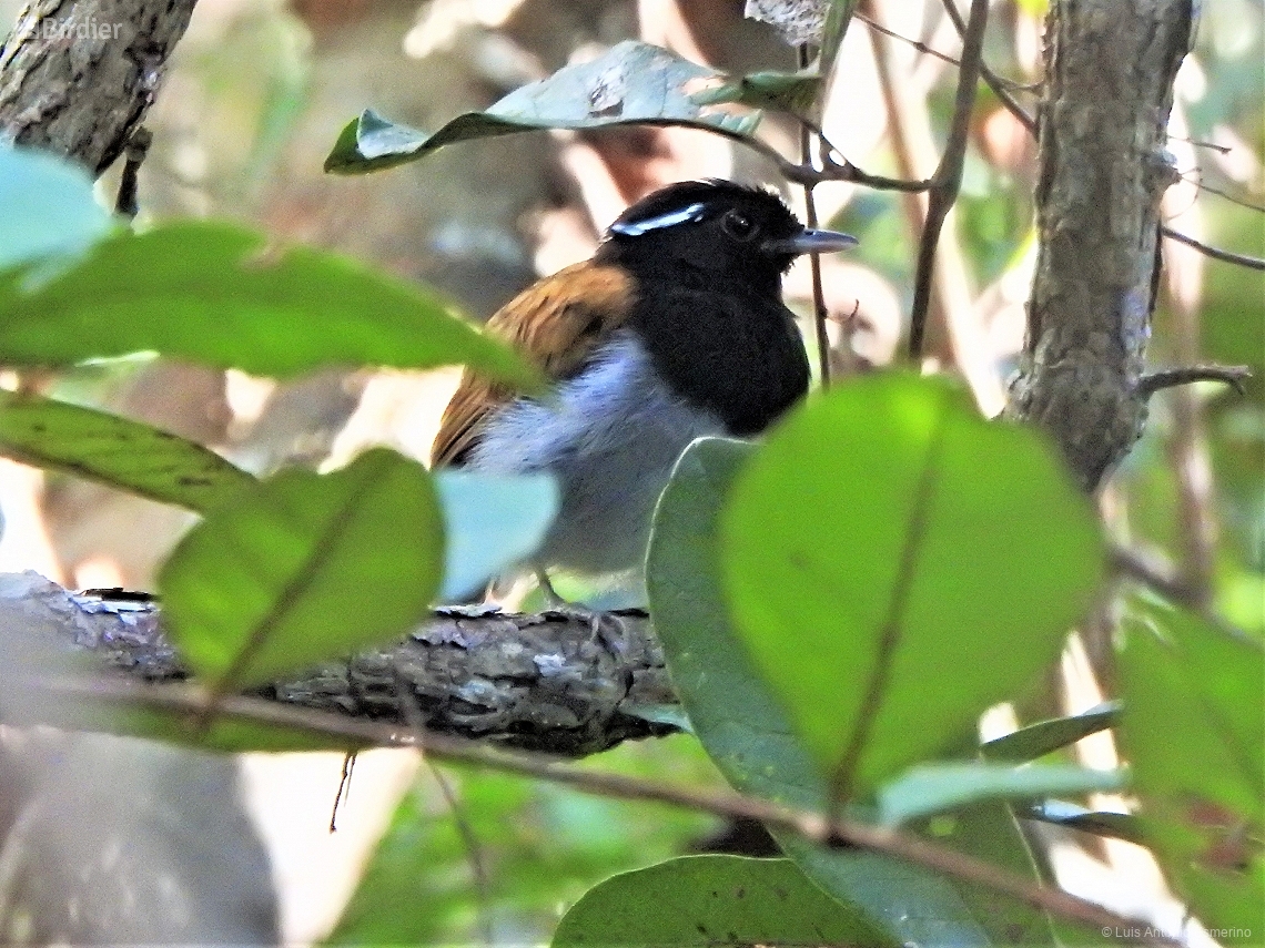 Conopophaga roberti