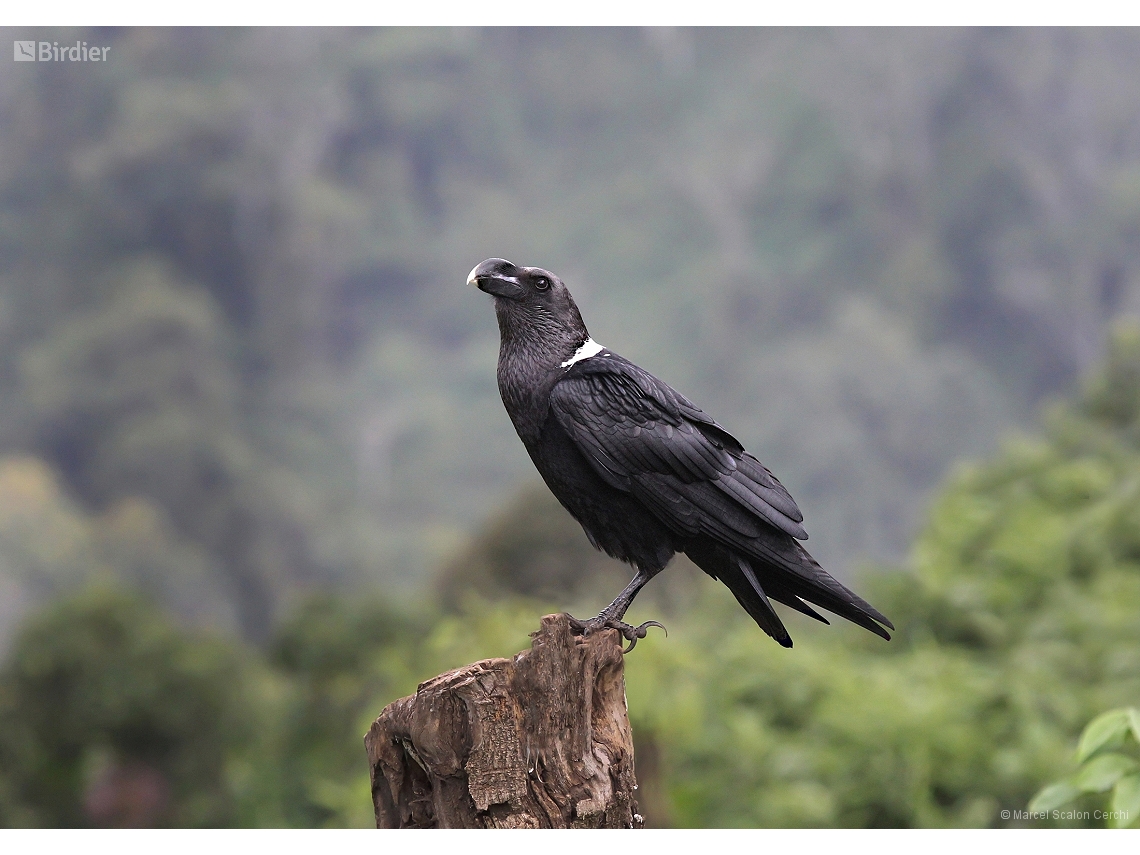 Corvus albicollis