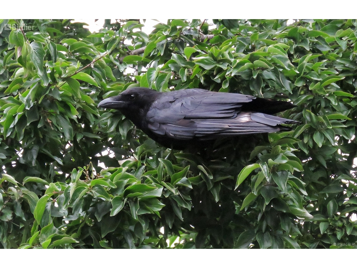 Corvus corone