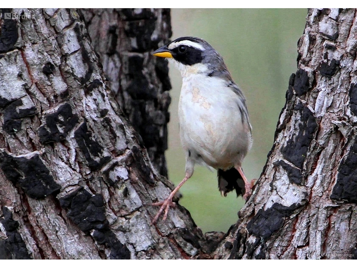 Coryphaspiza melanotis