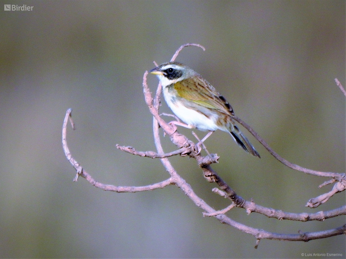 Coryphaspiza melanotis