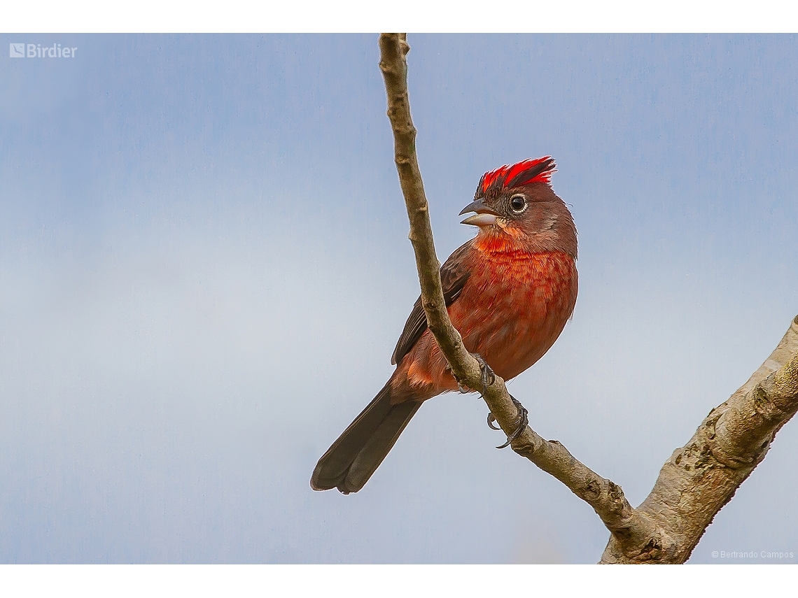 Coryphospingus cucullatus