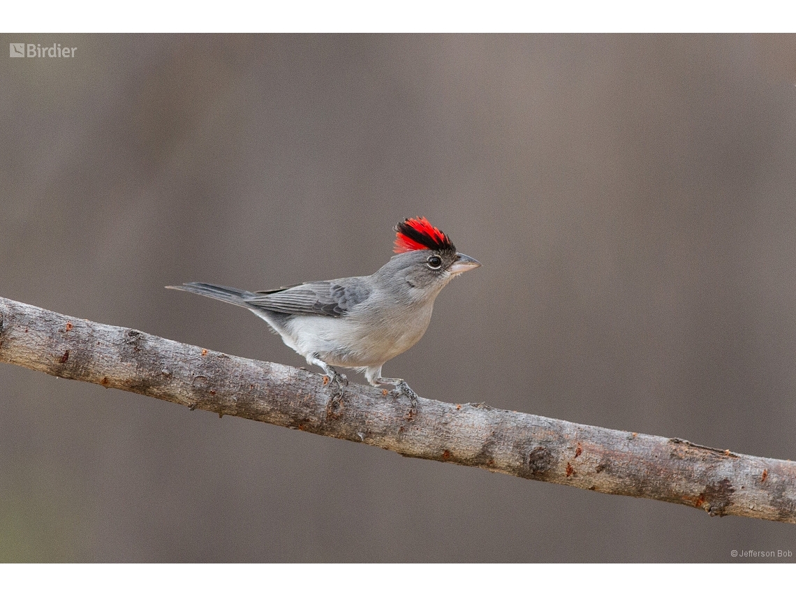 Coryphospingus pileatus