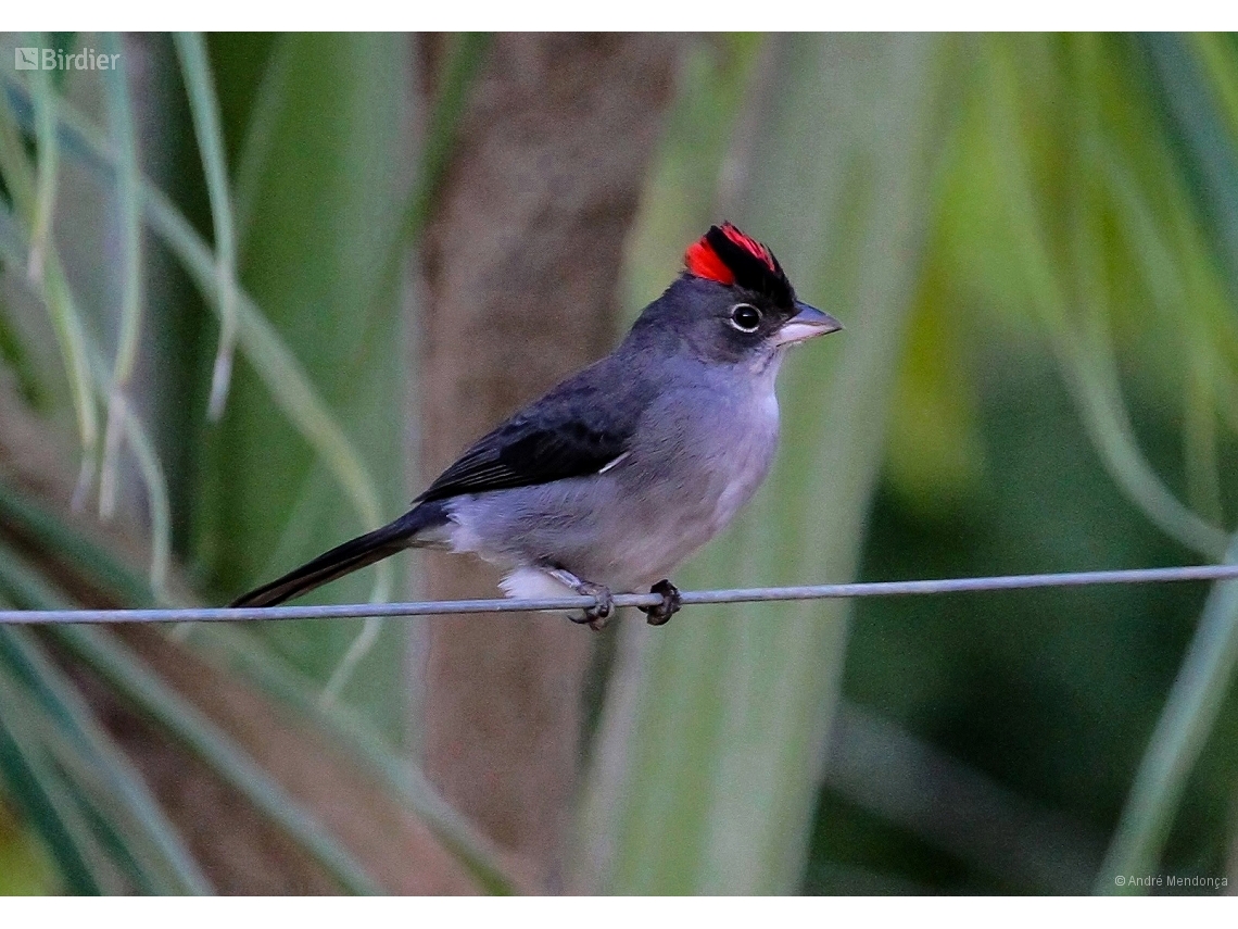 Coryphospingus pileatus