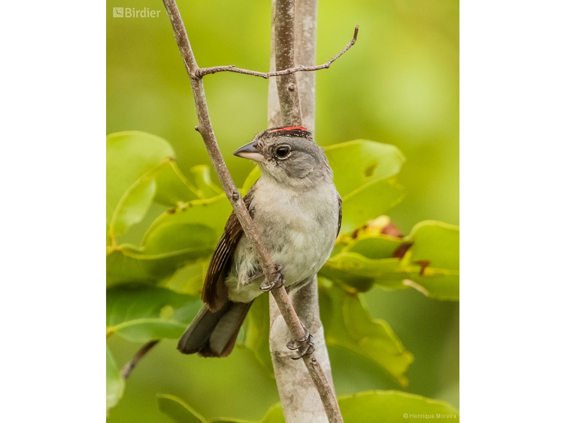 Coryphospingus pileatus