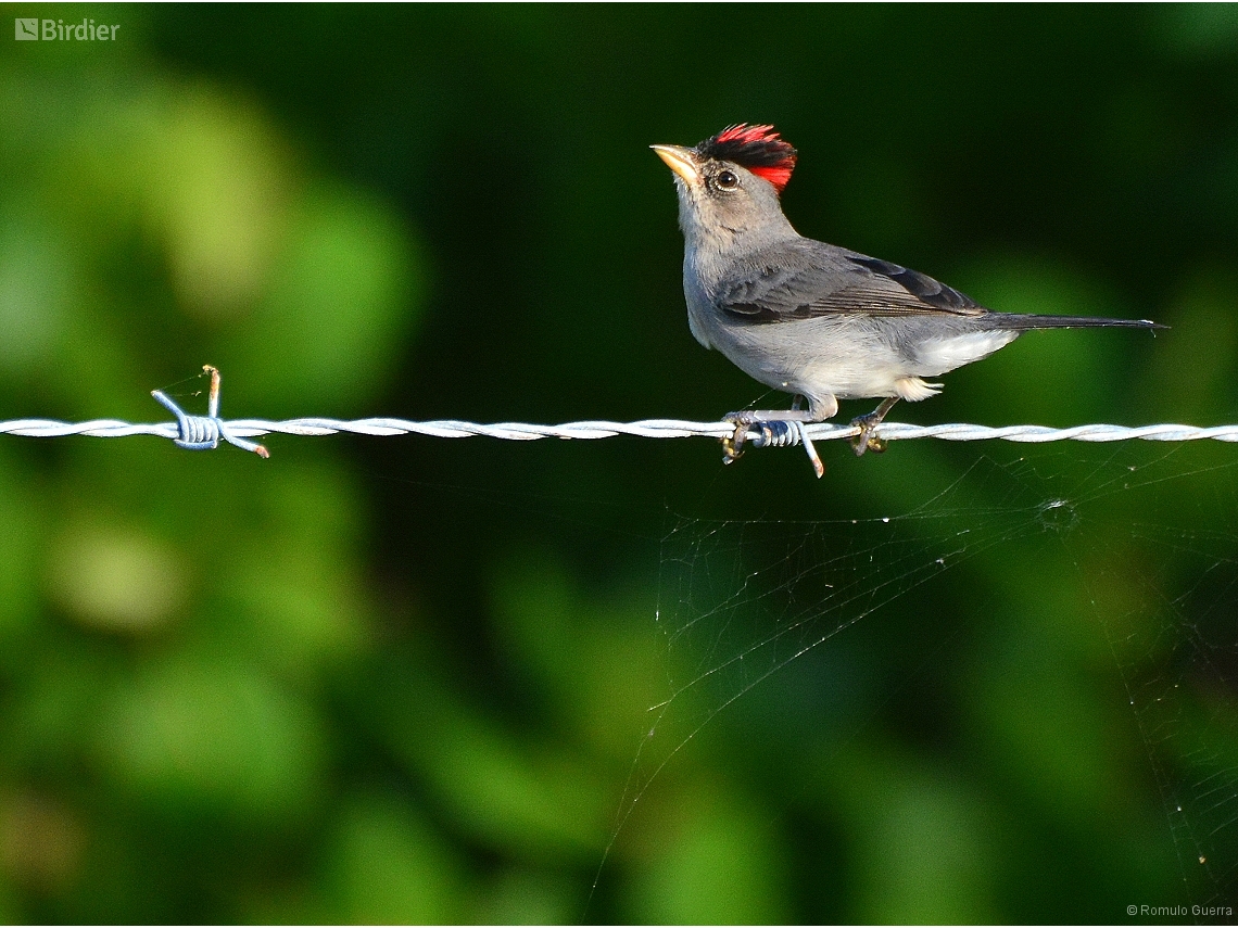 Coryphospingus pileatus