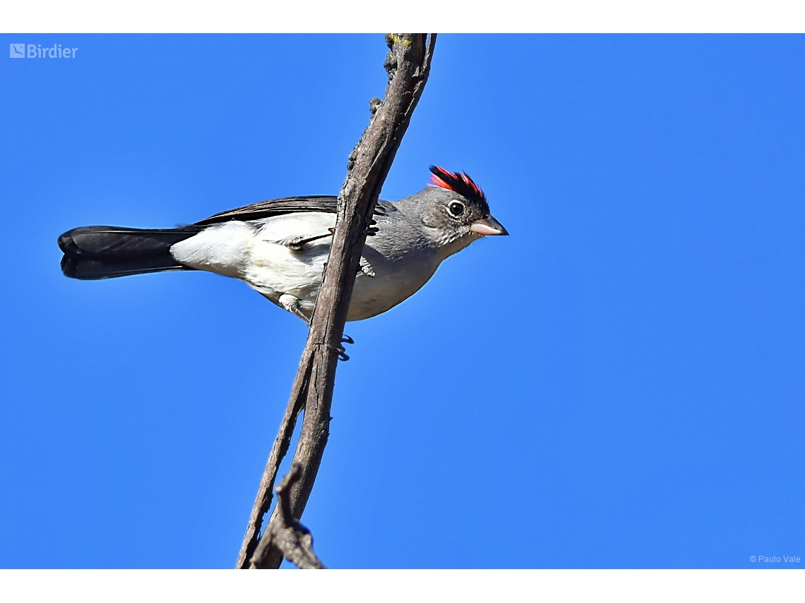 Coryphospingus pileatus
