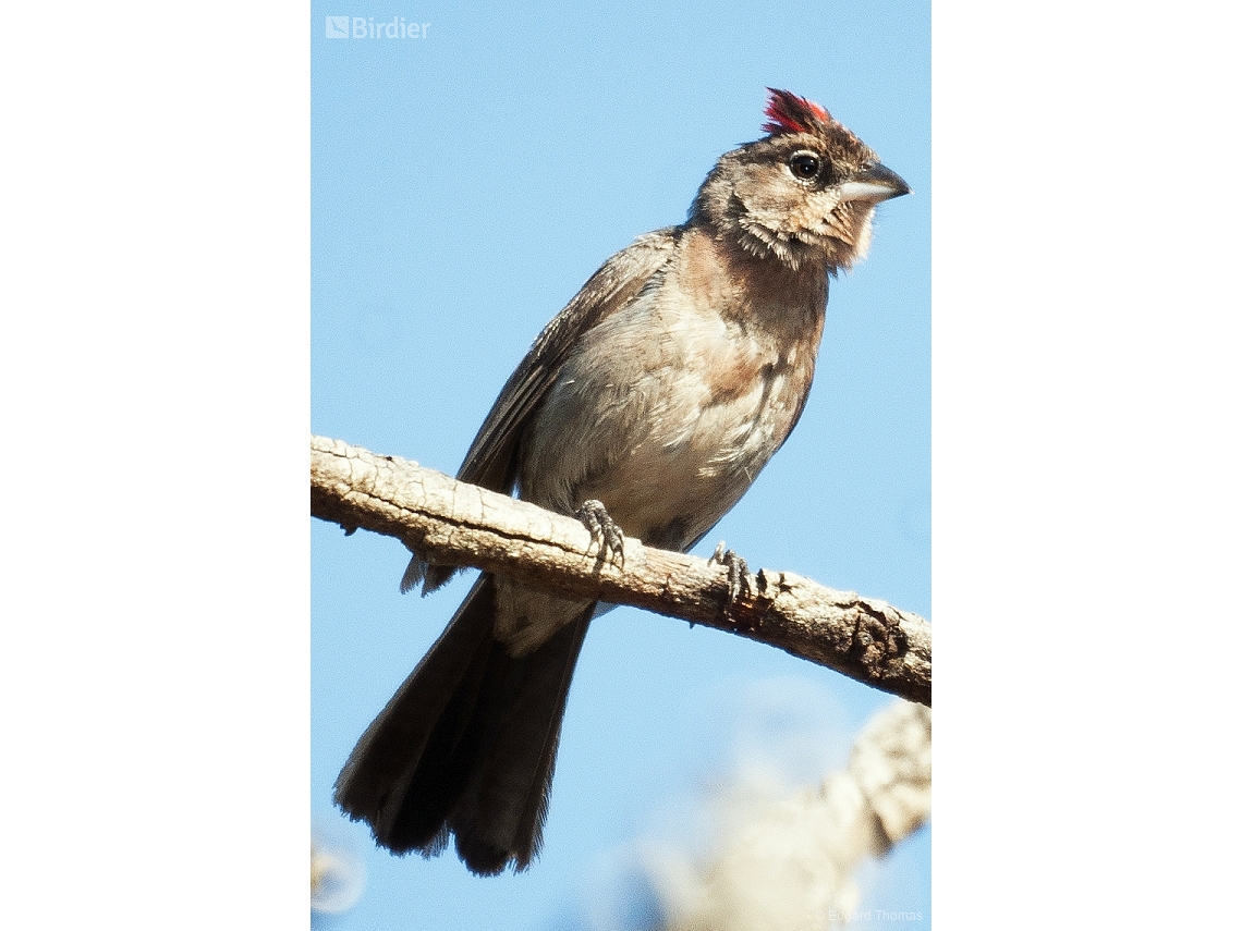 Coryphospingus pileatus