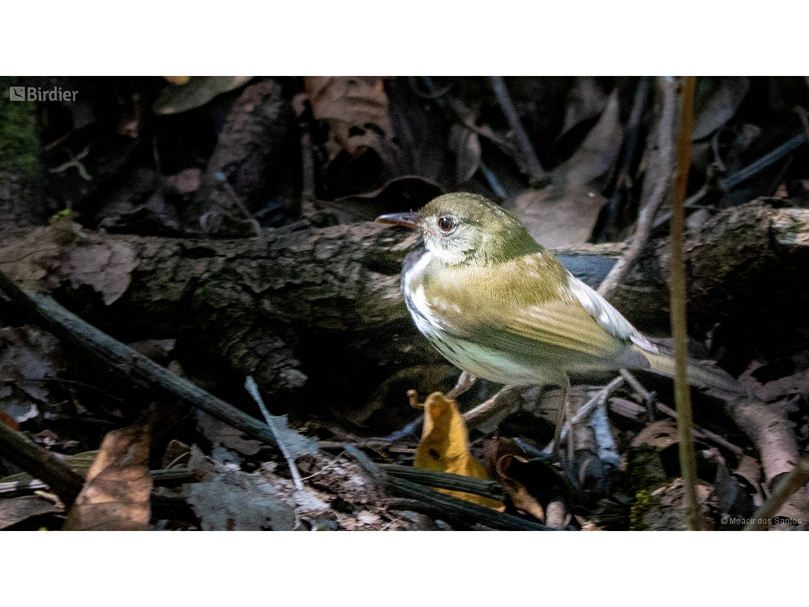 Corythopis delalandi