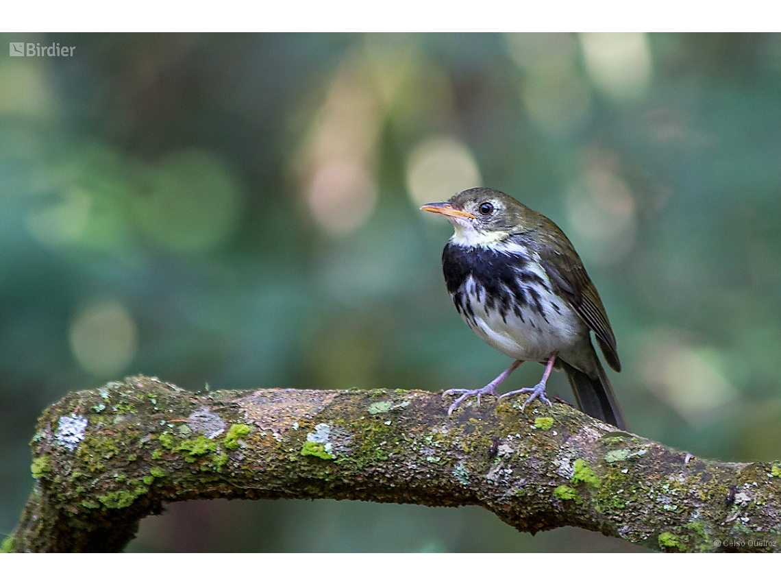 Corythopis delalandi