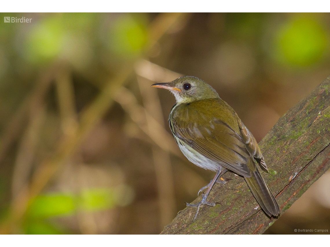 Corythopis delalandi