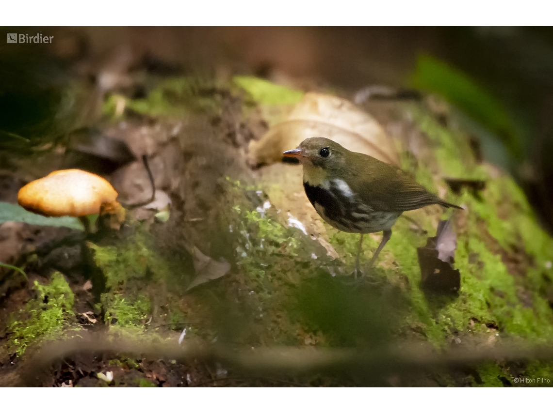 Corythopis delalandi