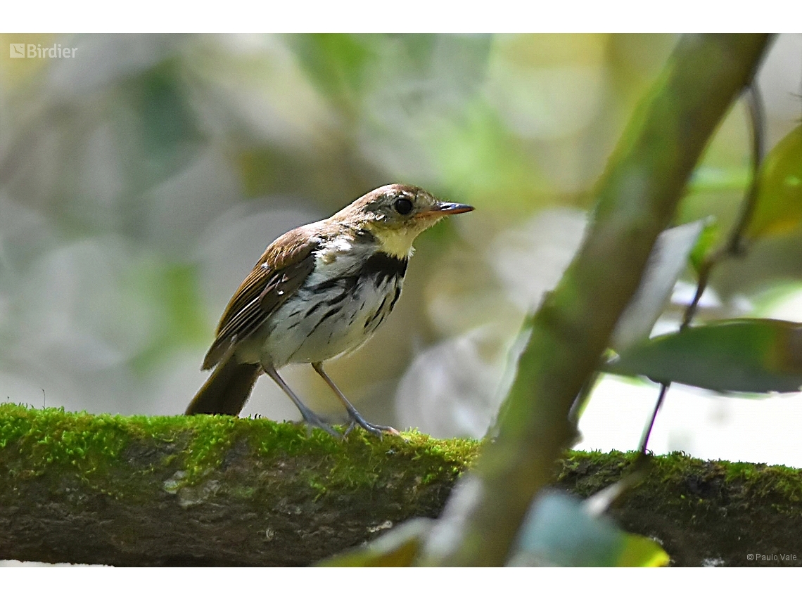 Corythopis delalandi