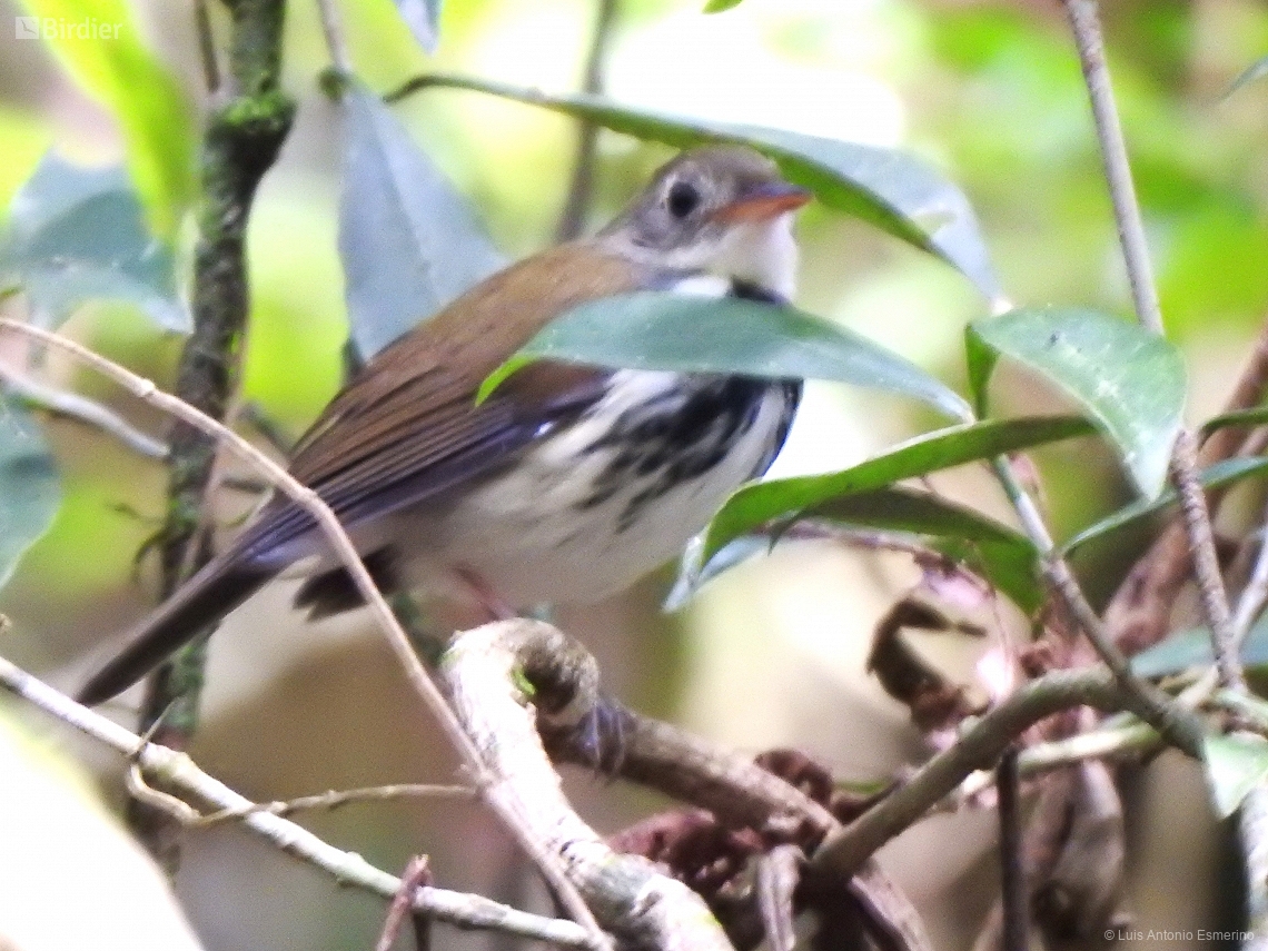 Corythopis delalandi