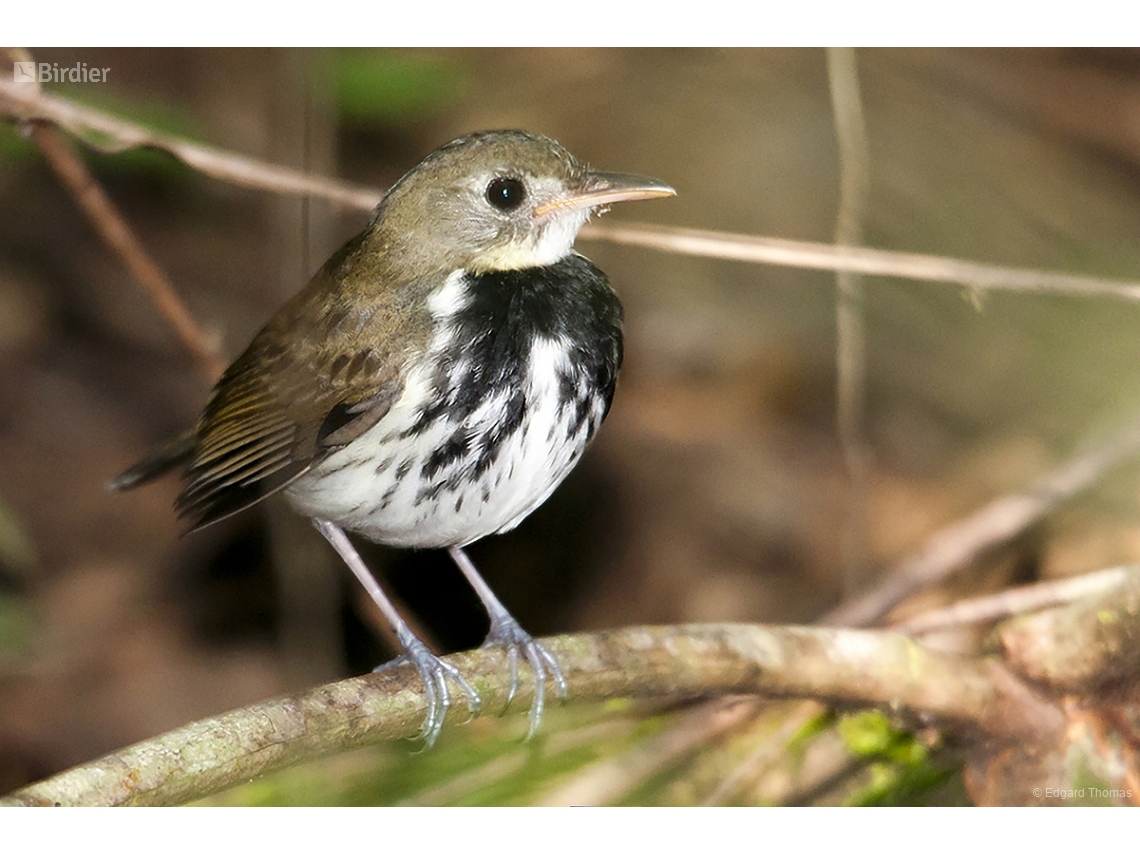 Corythopis delalandi