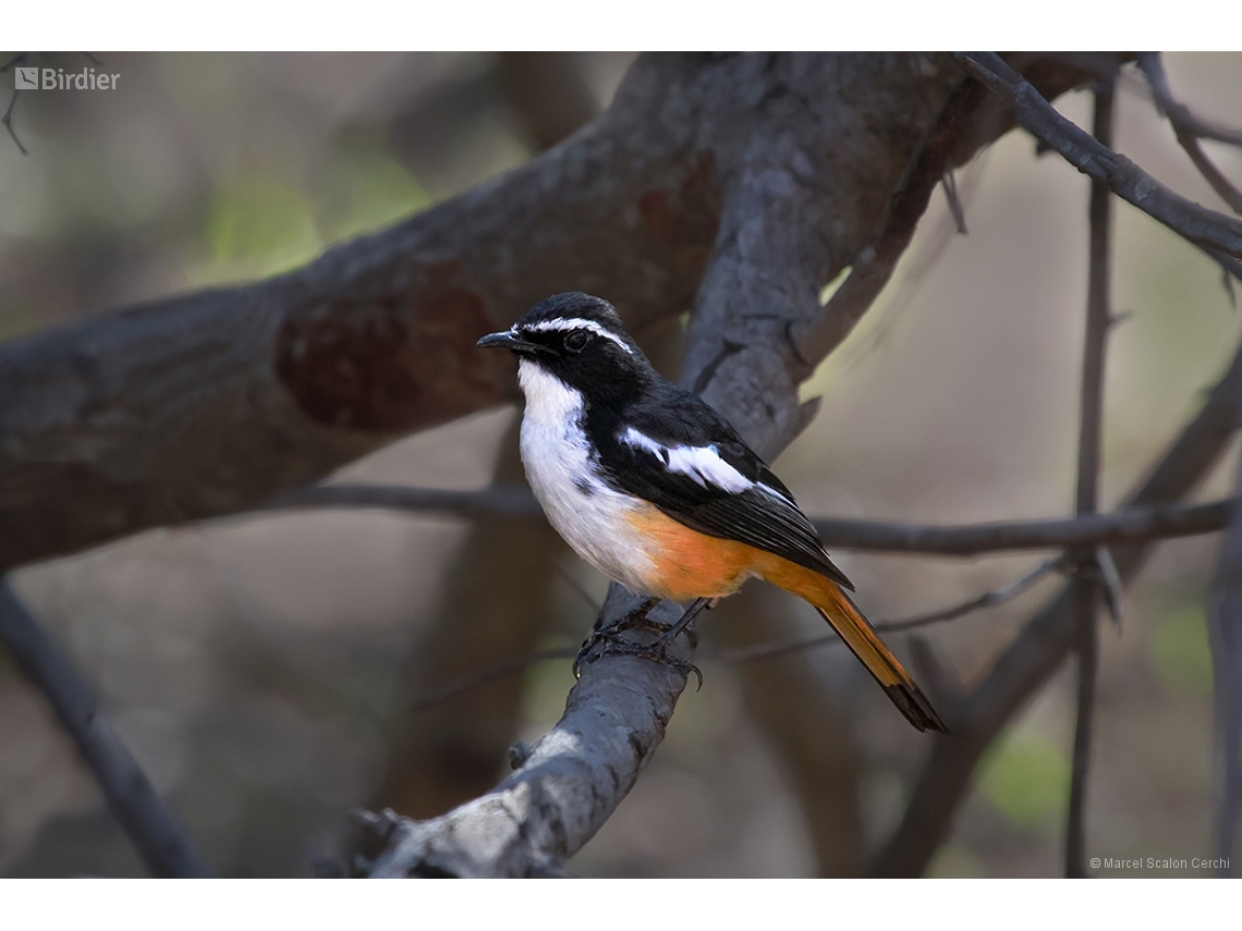 Dessonornis humeralis