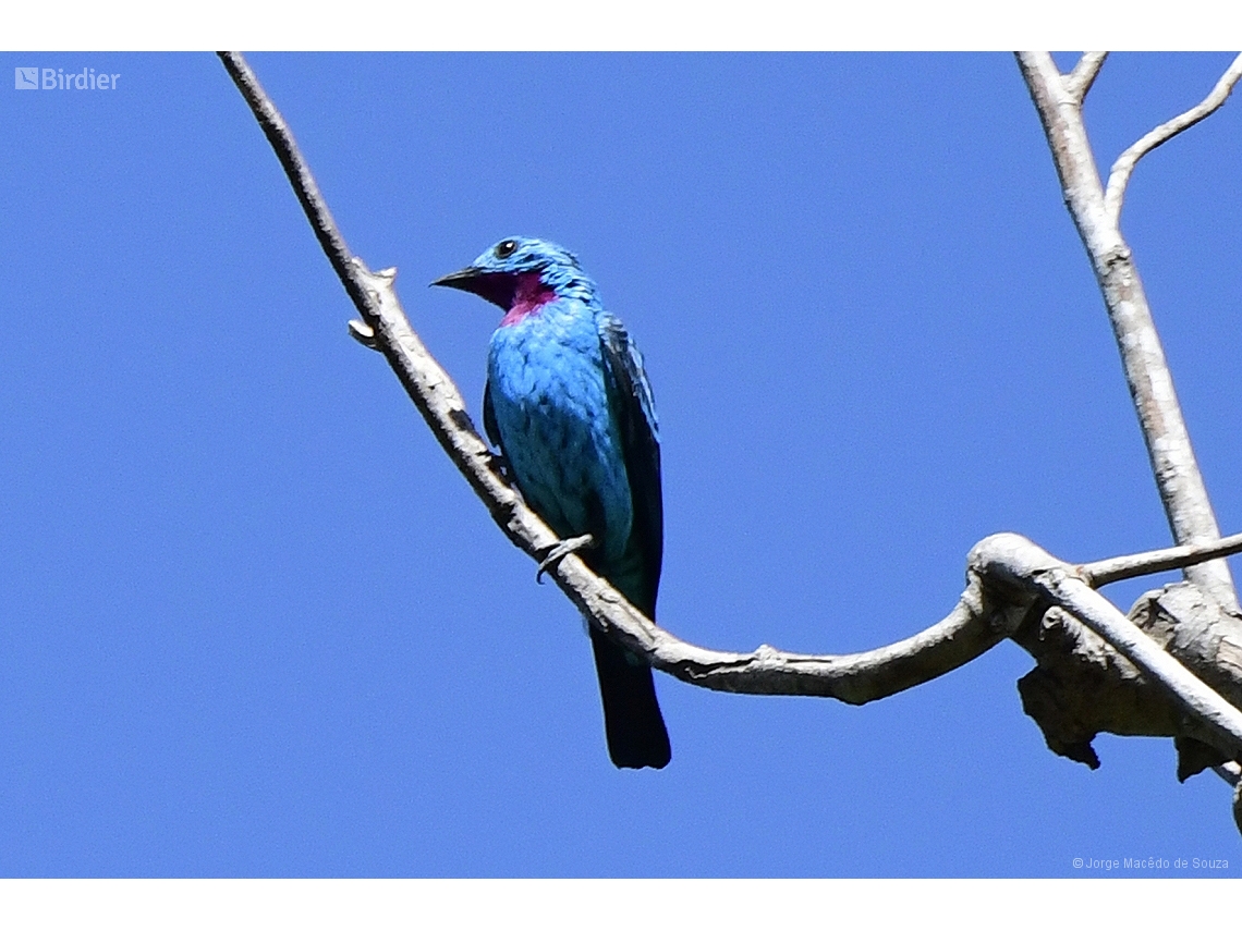 Cotinga cayana