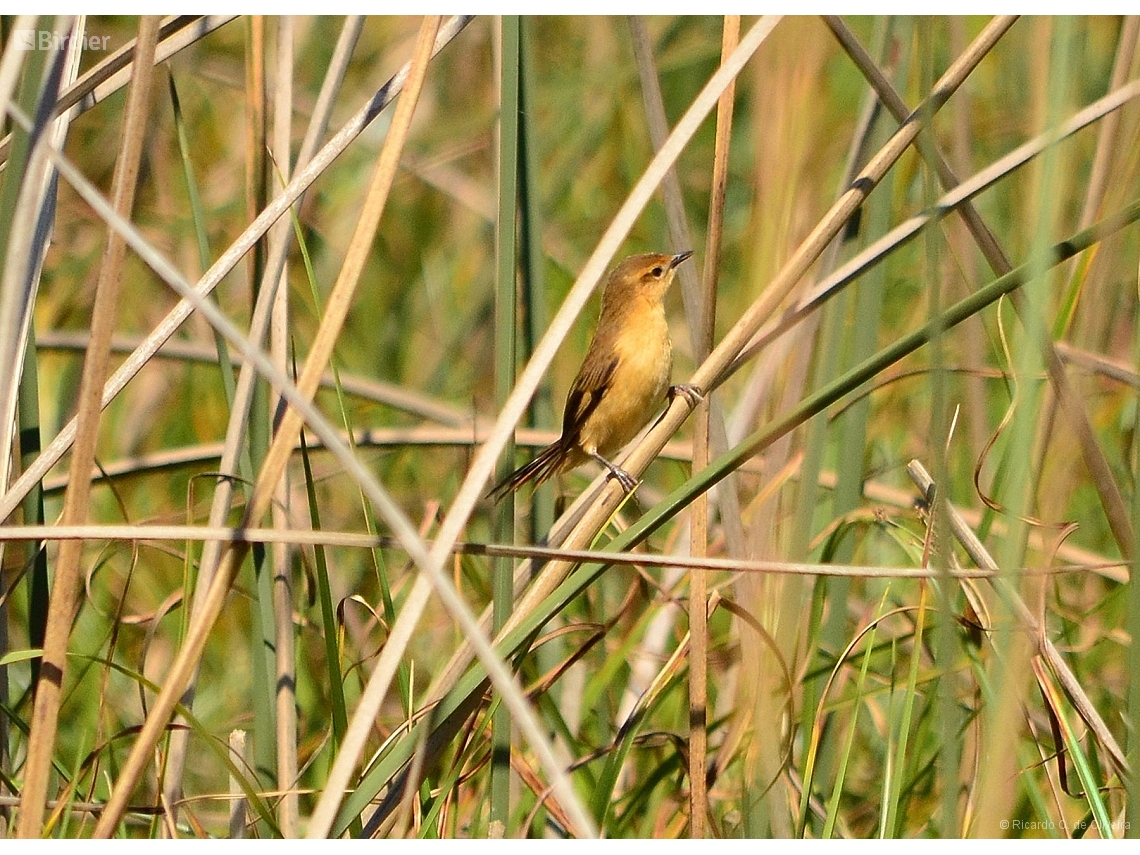 Limnoctites sulphuriferus