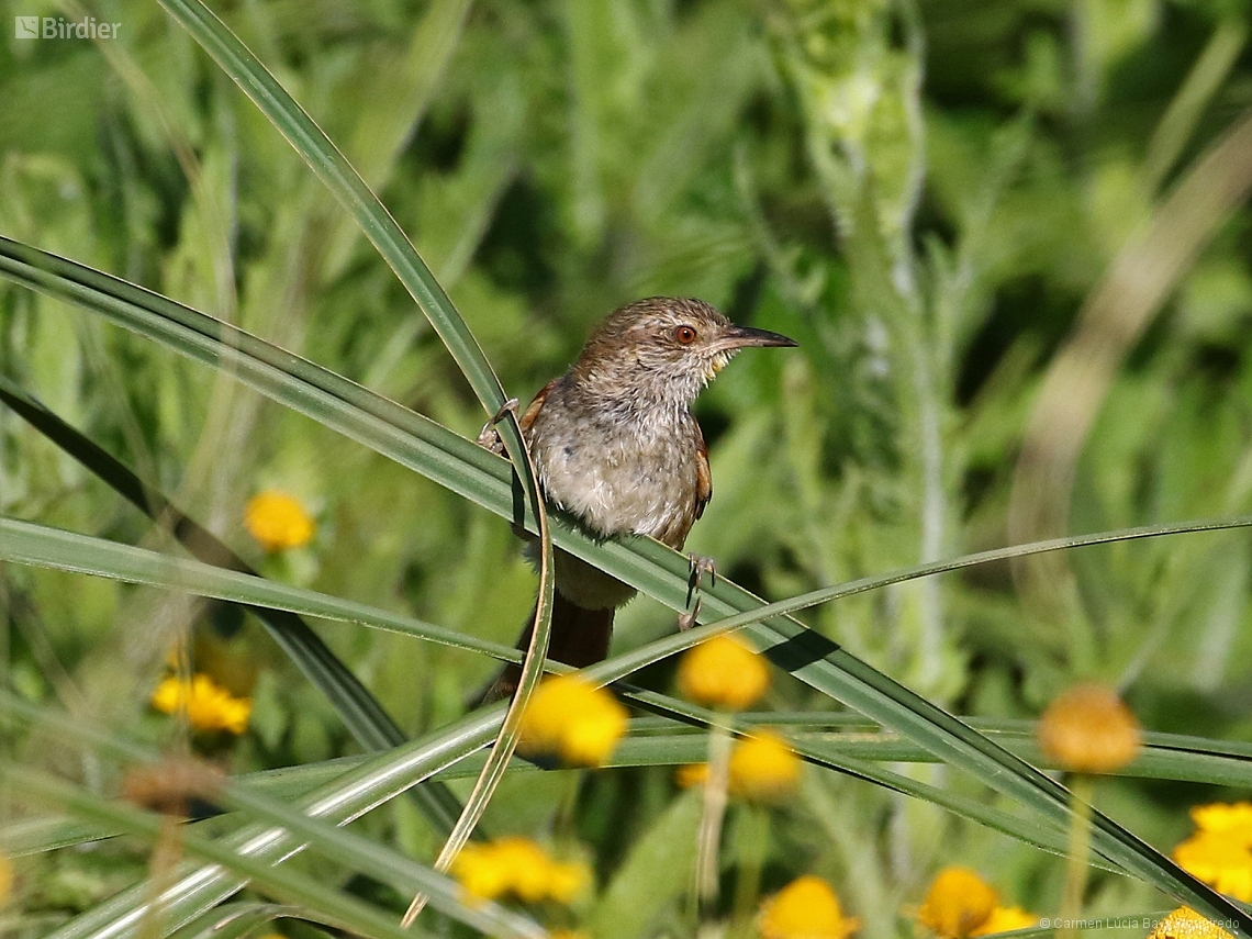 Limnoctites sulphuriferus