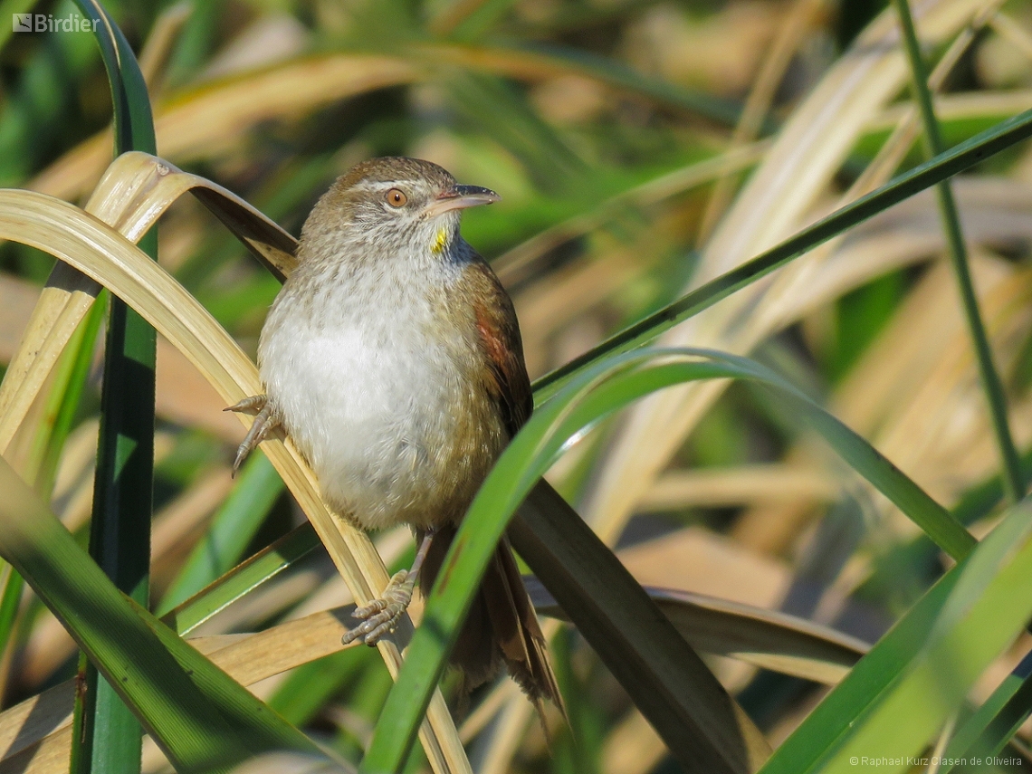 Limnoctites sulphuriferus