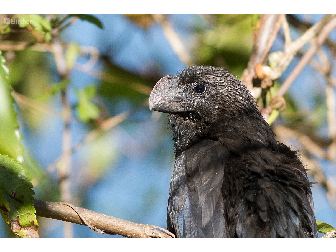 Crotophaga ani
