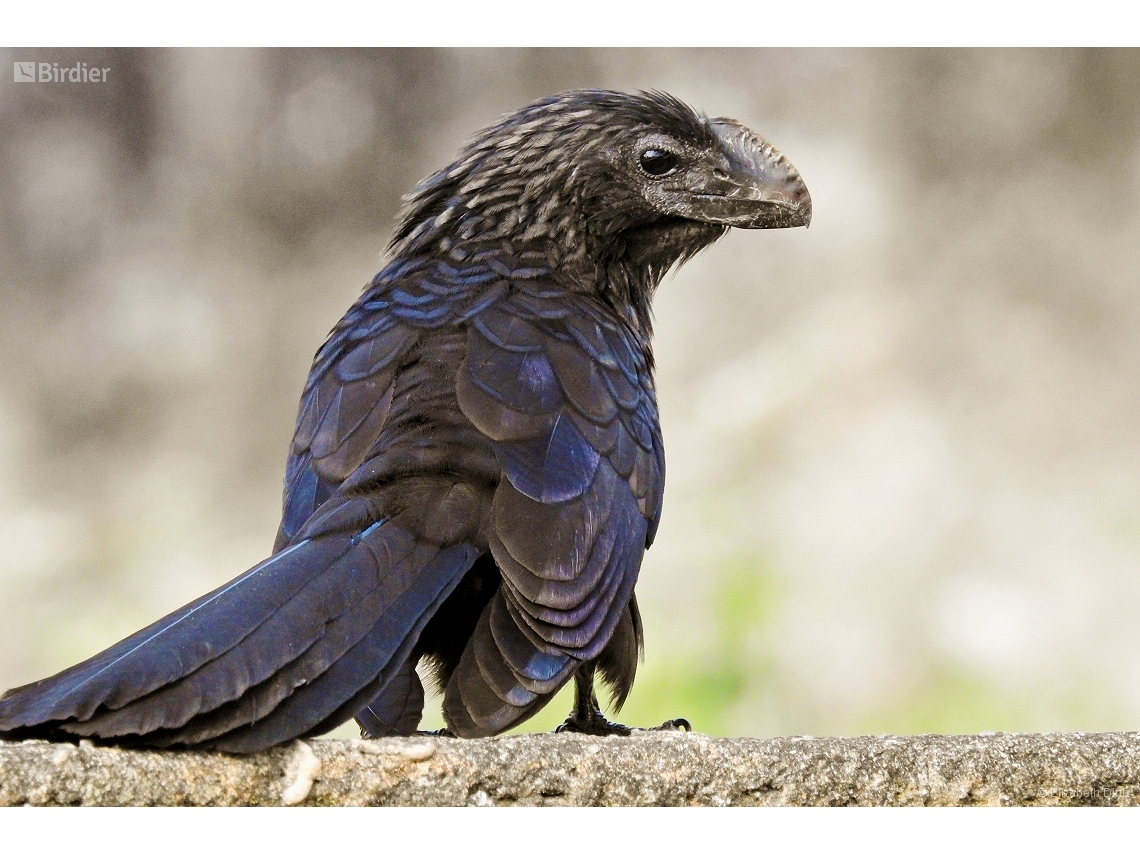 Crotophaga ani
