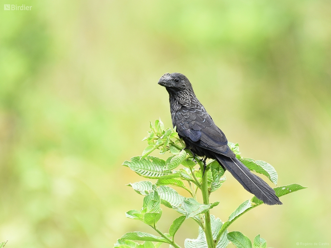 Crotophaga ani