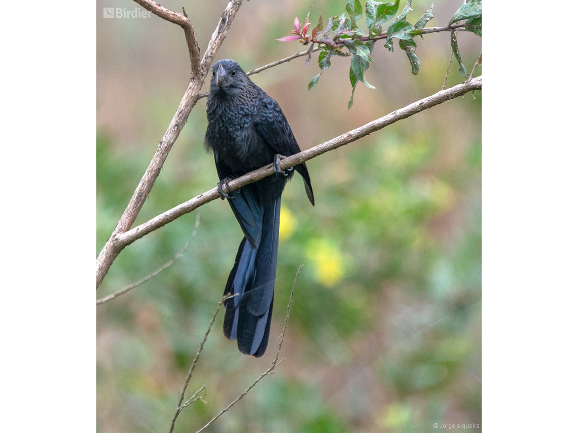 Crotophaga ani