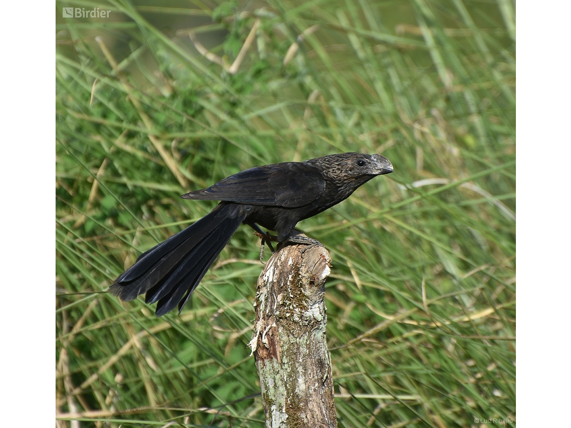 Crotophaga ani