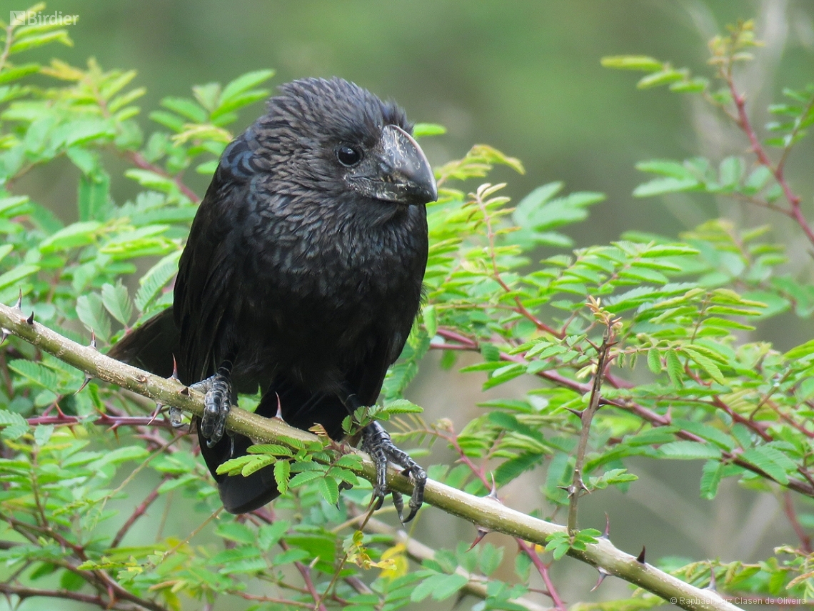 Crotophaga ani