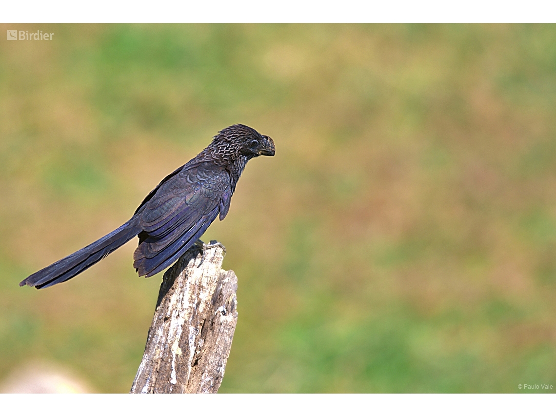 Crotophaga ani