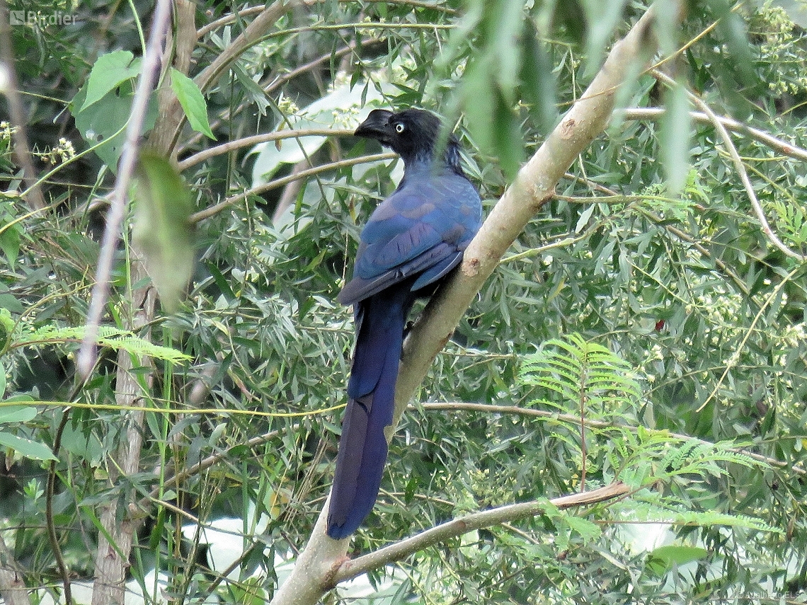 Crotophaga major