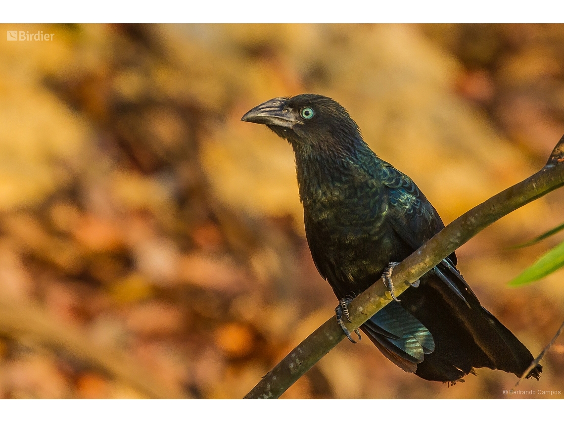 Crotophaga major