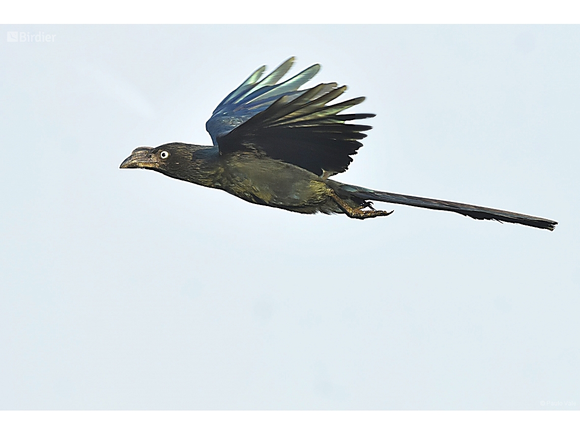 Crotophaga major