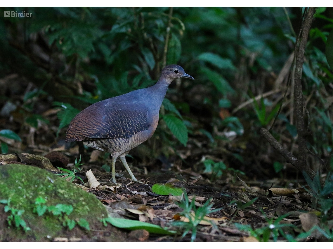 Crypturellus noctivagus
