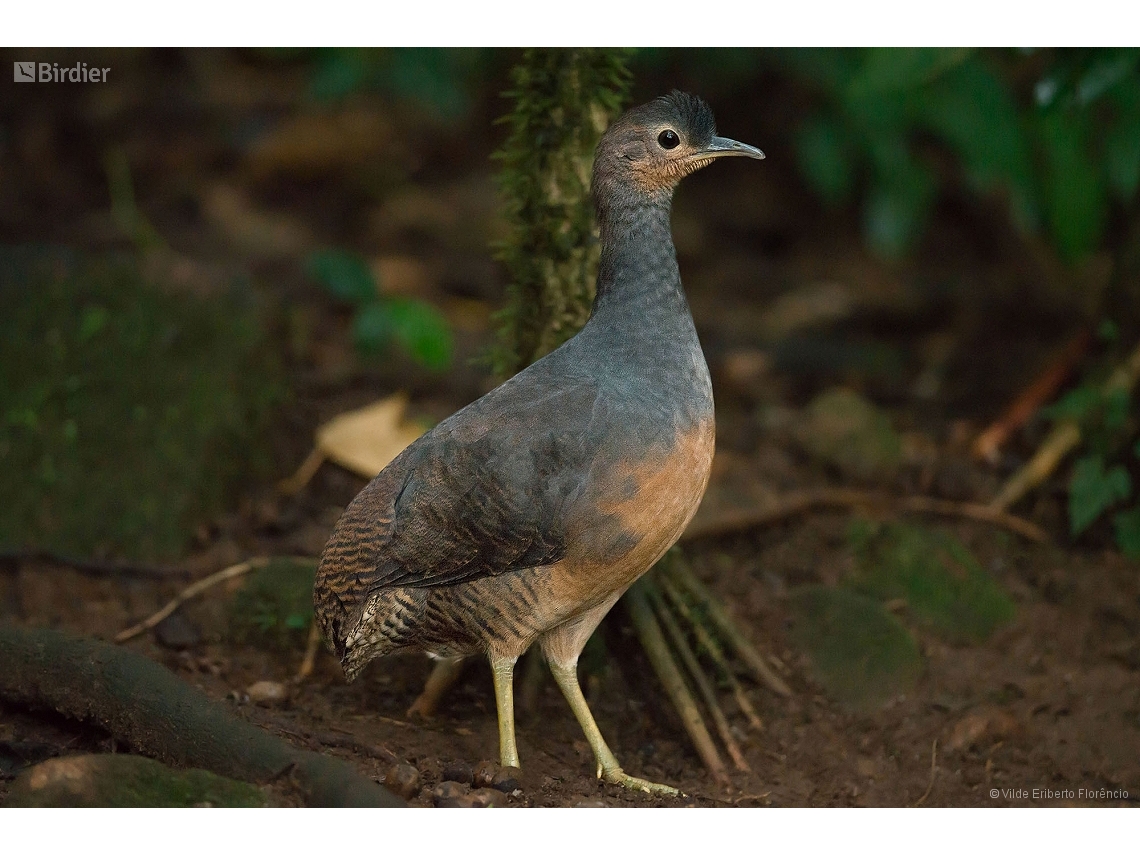 Crypturellus noctivagus