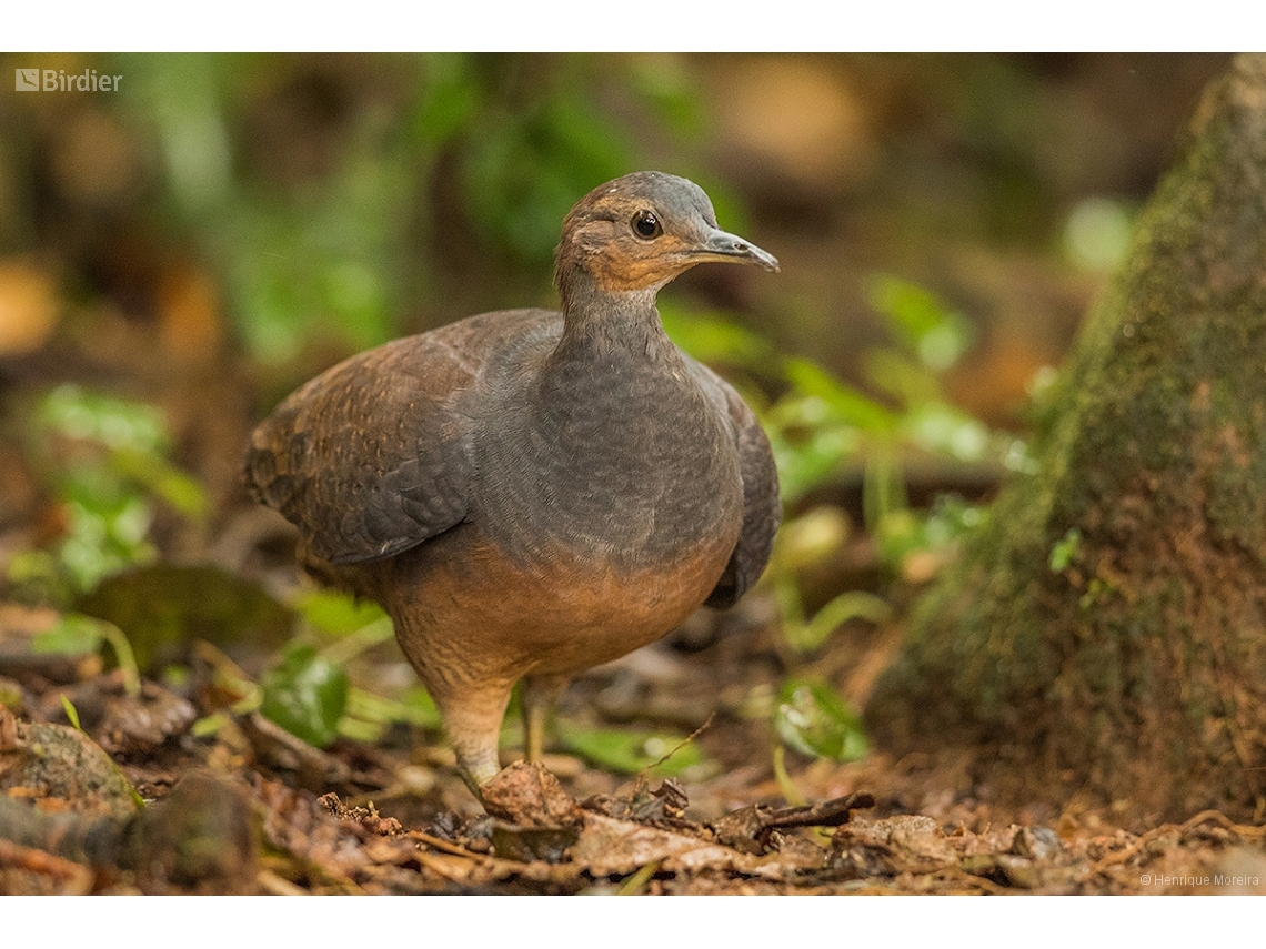 Crypturellus noctivagus