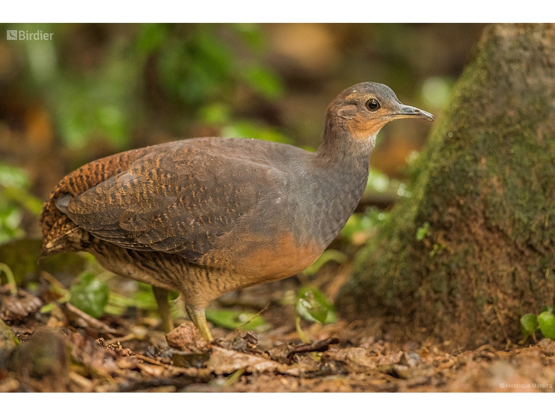 Crypturellus noctivagus