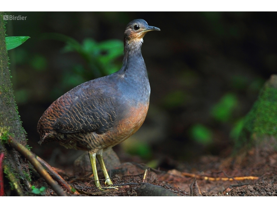 Crypturellus noctivagus